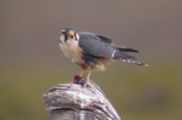 Aplomado Falcon - Falco femoralis