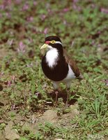 Banded Lapwing - Vanellus tricolor