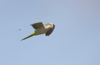 Monk Parakeet (Myiopsitta monachus) photo