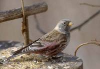 Asian Rosy-Finch (Leucosticte arctoa) photo