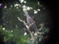 Delegorgue's Pigeon - Columba delegorguei