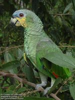 Orange-winged Parrot - Amazona amazonica