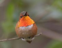 Allen's Hummingbird - Selasphorus sasin