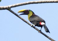 Black-mandibled Toucan - Ramphastos ambiguus