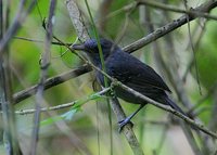 Dusky Antbird - Cercomacra tyrannina