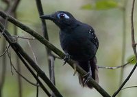 Plumbeous Antbird - Myrmeciza hyperythra