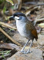 Jocotoco Antpitta - Grallaria ridgelyi