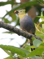 Long-tailed Silky-flycatcher - Ptilogonys caudatus