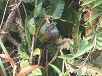 Bar-winged Wood-Wren - Henicorhina leucoptera