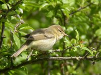 Willow Warbler - Phylloscopus trochilus