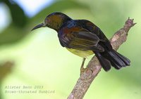 Plain-throated Sunbird - Anthreptes malacensis