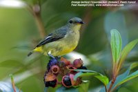 Orange-bellied Flowerpecker - Dicaeum trigonostigma