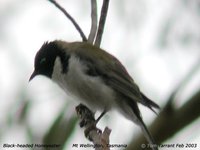 Black-headed Honeyeater - Melithreptus affinis