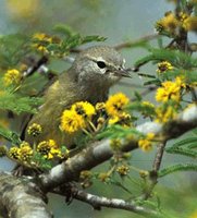 Orange-crowned Warbler - Vermivora celata