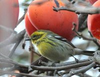 Townsend's Warbler - Dendroica townsendi