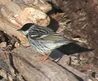 Blackpoll Warbler - Dendroica striata