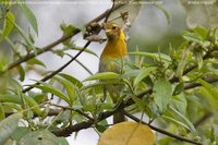 Rufous-headed Tanager - Hemithraupis ruficapilla