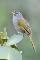 Pale-throated Serra-Finch - Embernagra longicauda