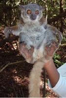 Randrianasoli's Sportive Lemur, Lepilemur randrianasoli