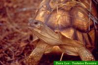 Madagascar Ploughshare Tortoise, Geochelone yniphora