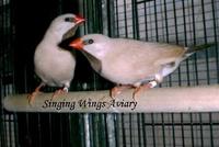 Fawn Shafttail Finch