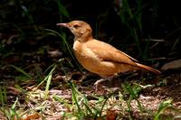 Rufous  hornero