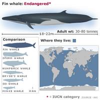 Fin whale