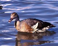 Plumed Whistling Duck