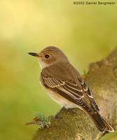 Spotted Flycatcher Muscicapa striata