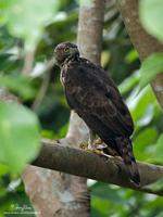 Philippine Hawk-Eagle Spizaetus philippensis Endemic Vulnerable