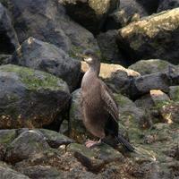 Shag (Phalacrocorax aristotelis)