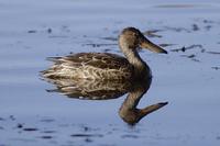 Northern Shoveler (Anas clypeata)