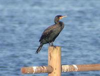 민물가마우지 Great Cormorant Phalacrocorax carbo