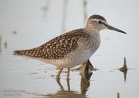 Wood Sandpiper Tringa glareola 알락도요