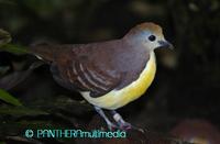 Gallicolumba rufigula ssp
