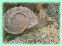 Iberus gualterianus