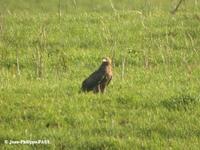 Aigle         pomarin (Aquila pomarina)