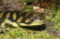 : Ambystoma tigrinum mavortium; Tiger Salamander