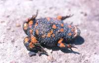 : Bombina bombina; Red Belly Toad