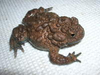 : Bombina maxima; Large-webbed Bell Toad