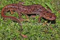 : Desmognathus monticola; Seal Salamander