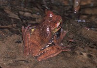 : Hypsiboas balzani; Yungas Treefrog