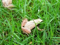 : Microhyla heymonsi