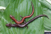 : Plethodon cinereus; Northern Red-backed Salamander