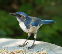 : Aphelocoma californica; Scrub Jay