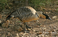 : Branta sandvicensis