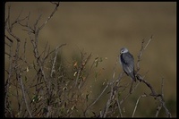 : Elanus caeruleus; Black-shouldered Kite