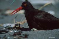 : Haematopus bachmani; Black Oystercatcher