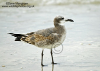 : Larus atricilla; Laughing Gull