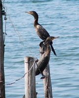 : Phalacrocorax brasilianus; Bigu